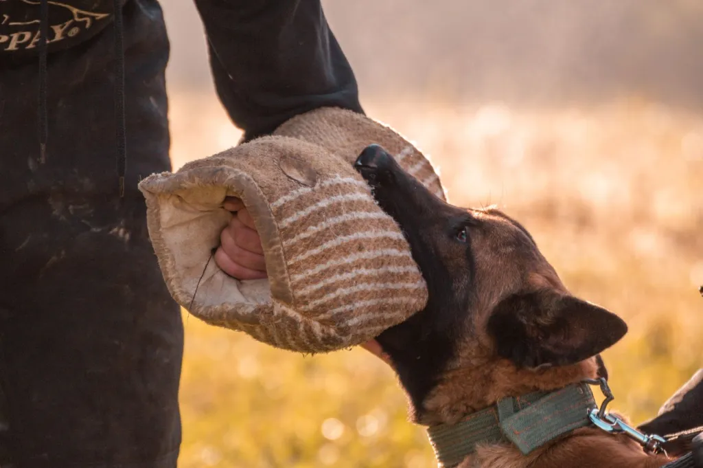 Practical Training for Dogs
