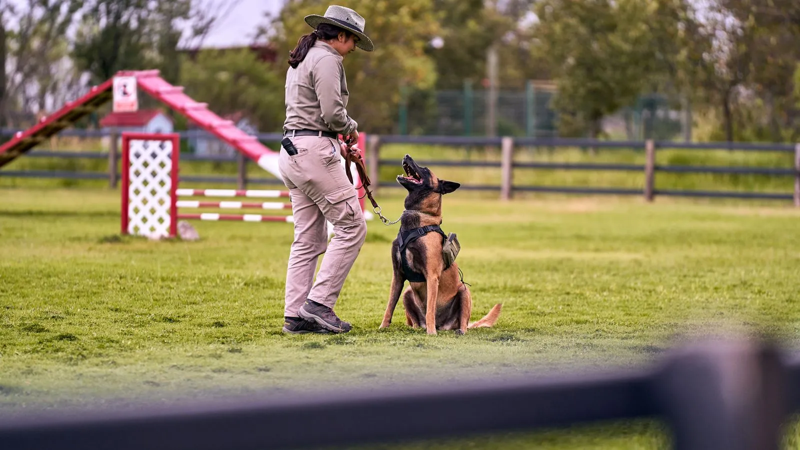 What to Expect from a Dog Training Session