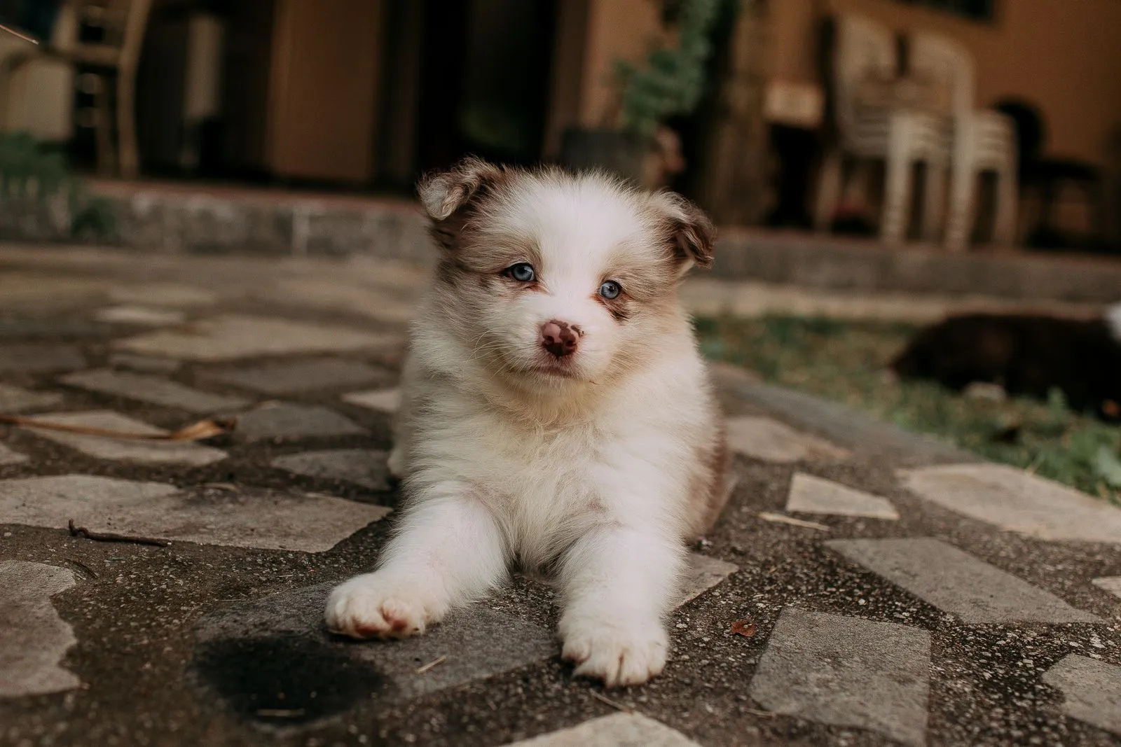 How to Start Training a New Puppy
